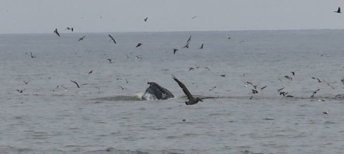 World Class Whale Watching from Half Moon Bay Shore